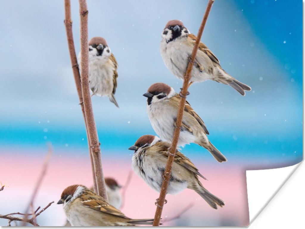 MuchoWow Poster Vögel - Spatz - Tiere - Äste 40x30 cm - Plakate für die Wände - Poster Wohnzimmer