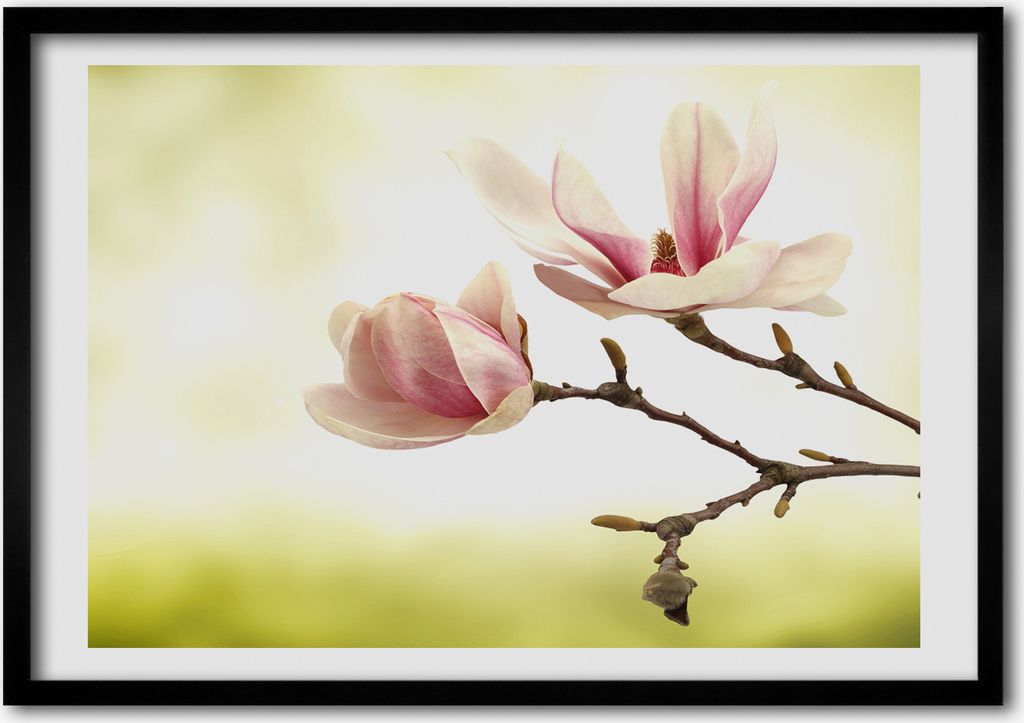 Bild - Bilder - Bilderrahmen - 70 cm x 50 cm - MDF-Rahmen, Wandkunst Magnolie