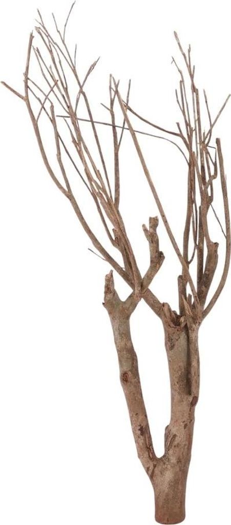 XXL Talawa Wurzel Nr.2401