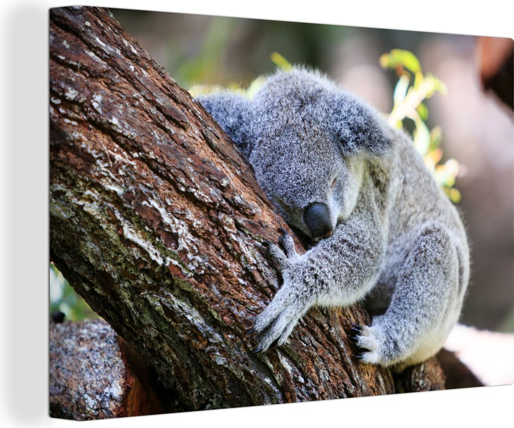 OneMillionCanvasses - Leinwandbilder - 140x90 cm, Koala - Baum - Schlaf - Kinder - Jungen - Mädchen, Wandbilder Kunstdruck Wanddekoration - Foto...