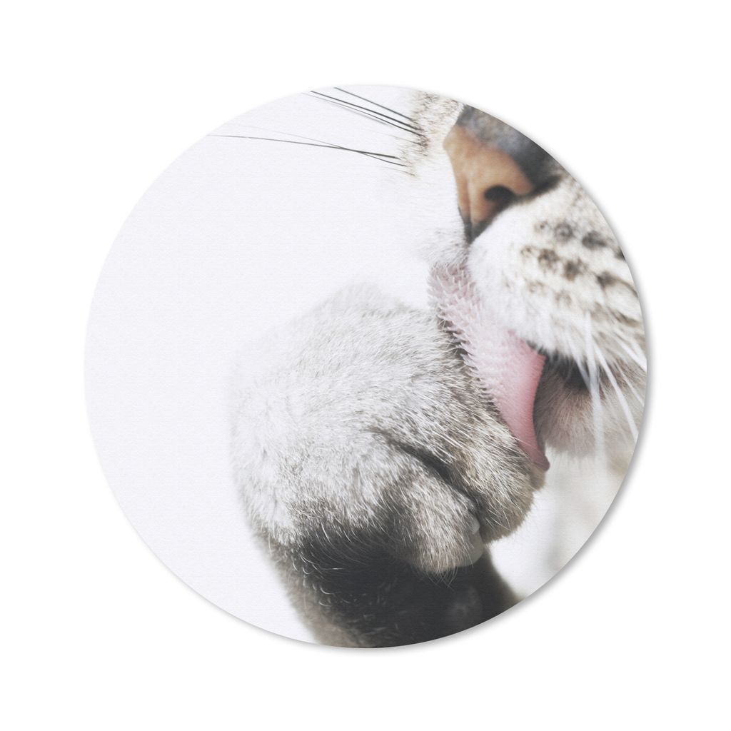 Mauspad - Katze - Pfote - Kopf - 40x40 cm - Mousepad