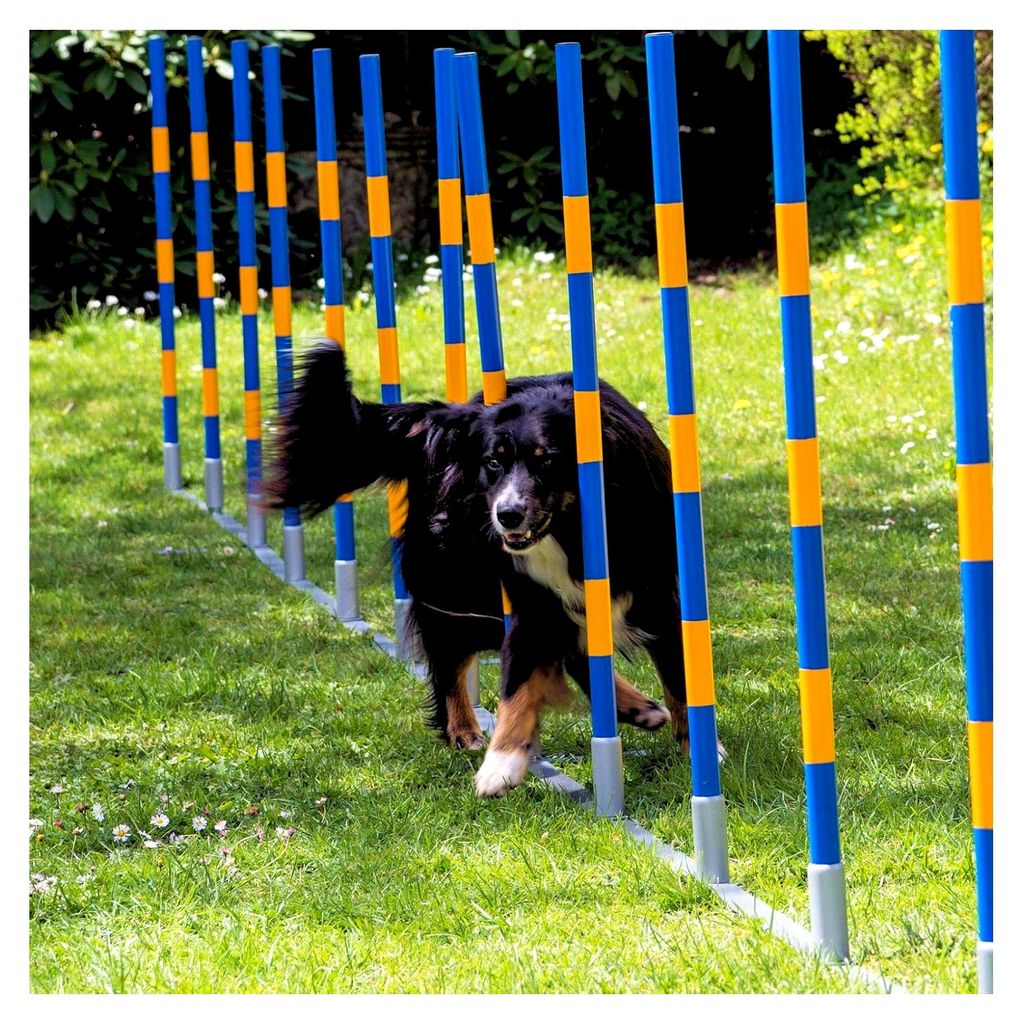 Hunde Agility Slalom Set