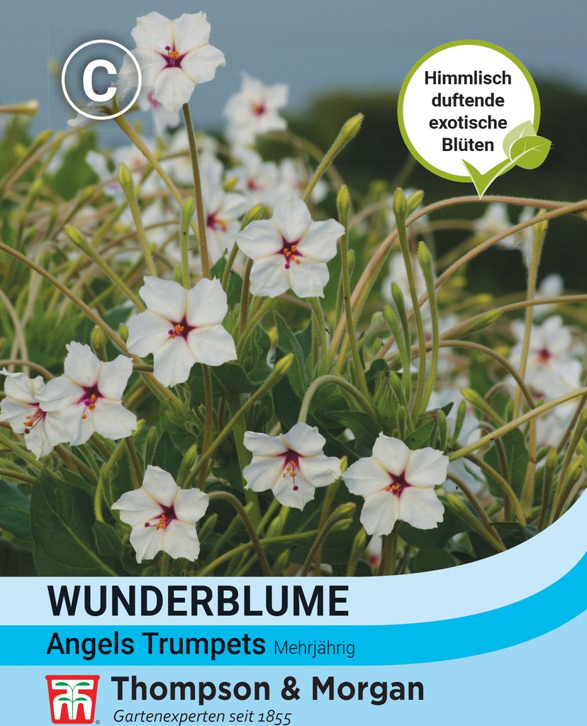 Wunderblume Angels Trumpets | Wunderblumensamen von Thompson & Morgan