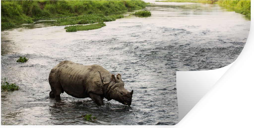 MuchoWow Wandtattoo Wandsticker Wandaufkleber Nashorn im Wasser 80x40 cm Selbstklebend und Repositionierbar - Aufkleber