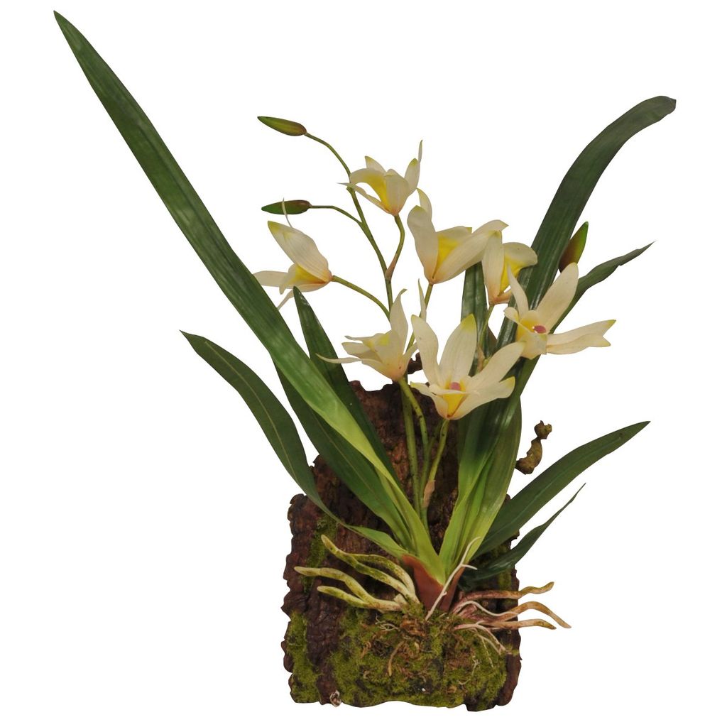 Lucky Reptile - Hänge-Orchidee weiß