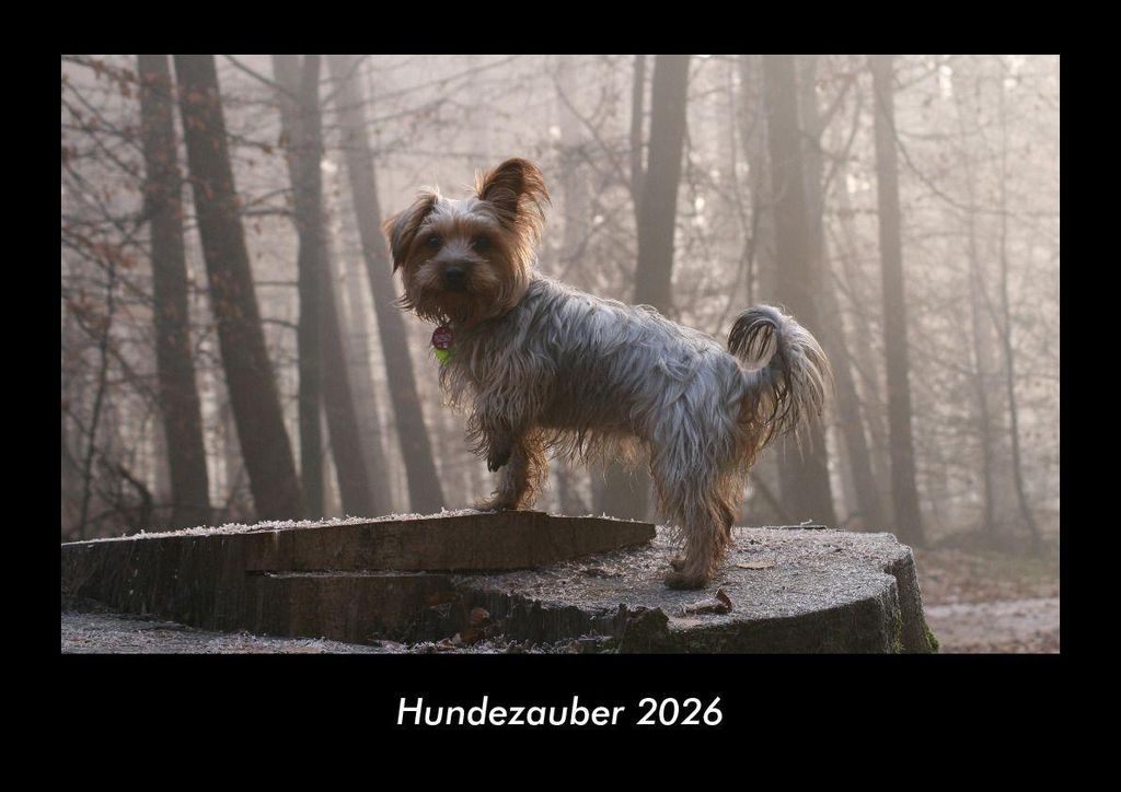 Hundezauber 2026 Fotokalender - Querformat DIN A3, Monatskalender mit Bild-Motiven von Haustieren, Bauernhof, wilden Tieren und Raubtieren
