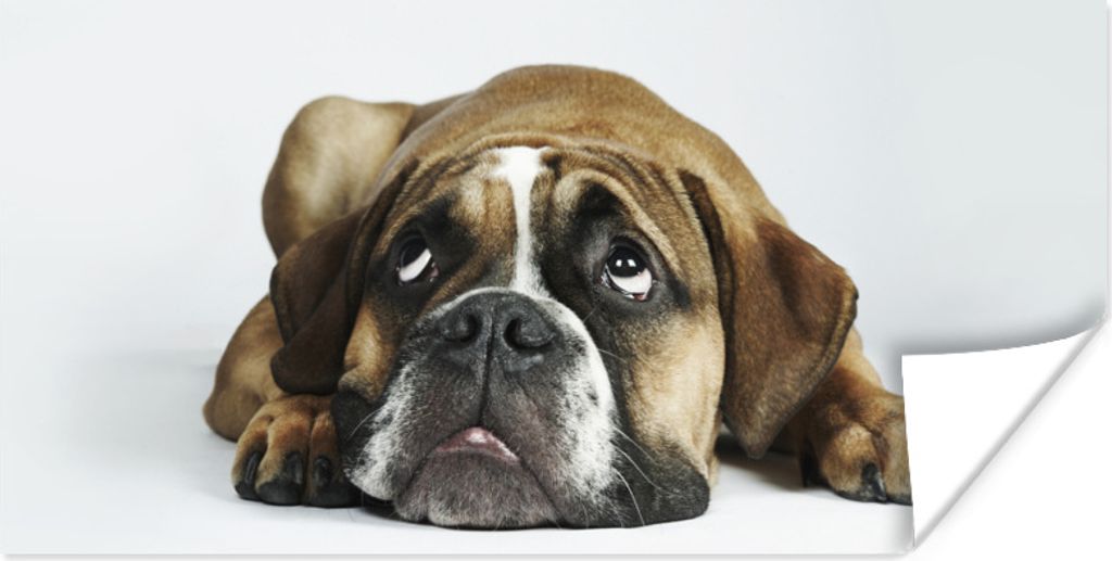 MuchoWow Poster Hund - Haustiere - Weiß 120x60 cm - Bild
