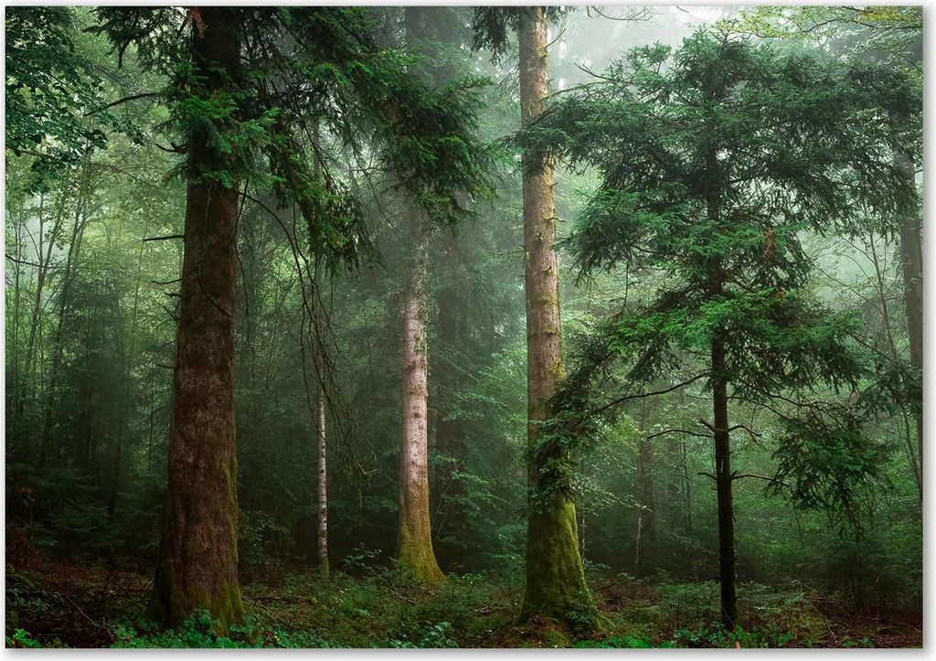 Tulup Leinwandbild - 100x70 cm - Wandkunst - Drucke auf Leinwand - Leinwanddruck - Landschaften - Grün - Nebel im Wald