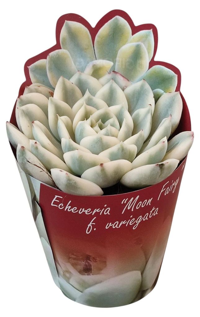 Echeveria "Moon Fairy" variegata - seltene Echeverie - Rarität - 6,5cm Topf - 15cm hoch
