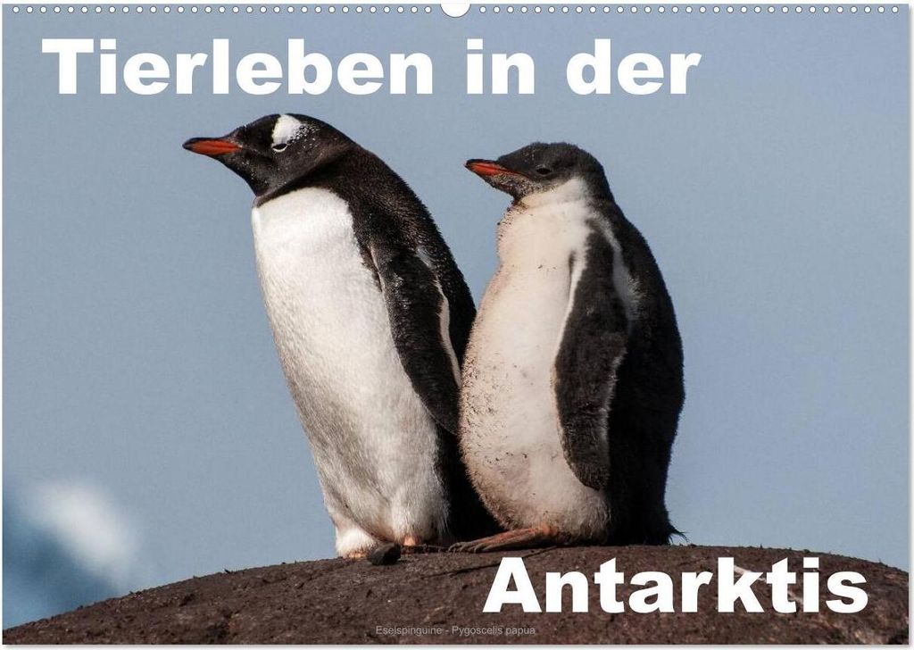 Tierleben in der Antarktis (Wandkalender 2026 DIN A2 quer), CALVENDO Monatskalender