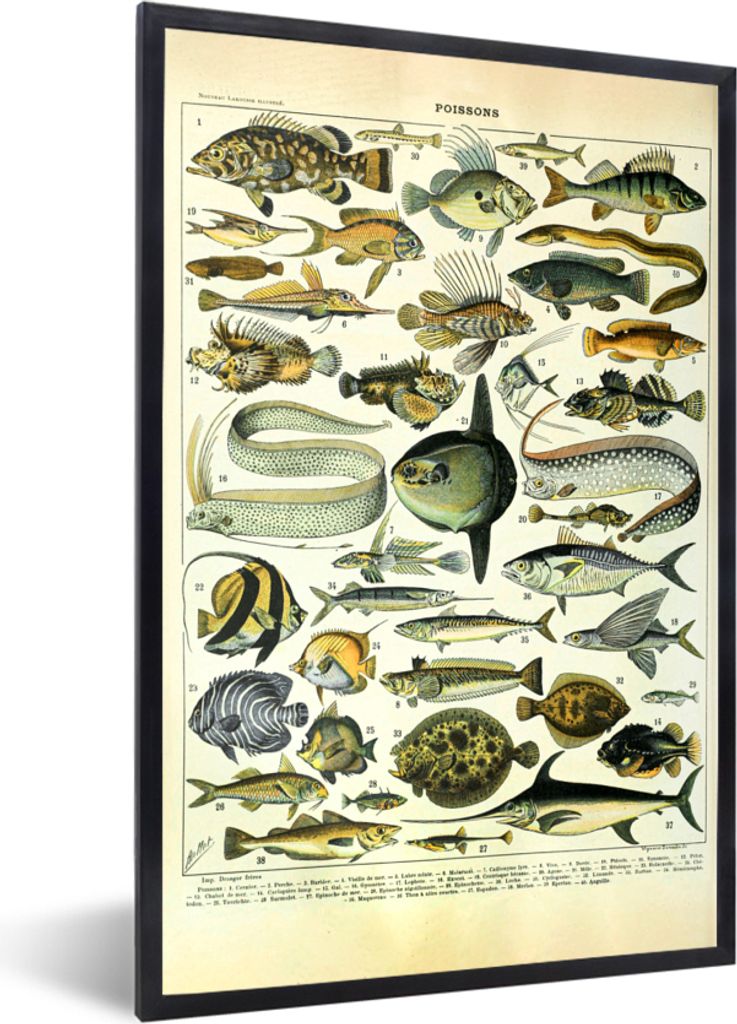MuchoWow Gerahmtes Poster Adolphe Millot - Kunst - Vintage - Fische - Tiere 20x30 cm - Poster mit Schwarzem Bilderrahmen Wandposter Rahmen Foto B...