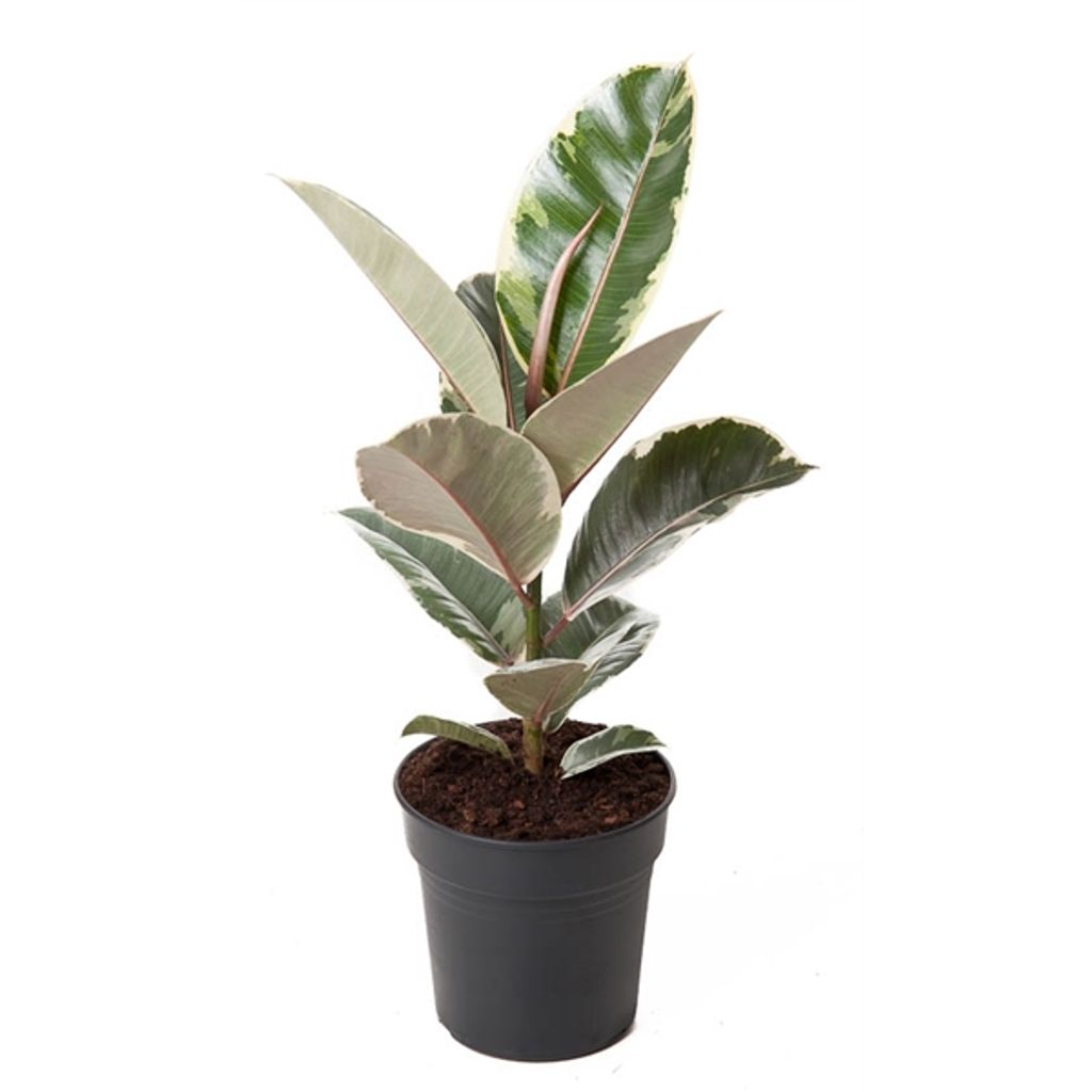 Weissbunter Gummibaum 12 cm Ficus elastica Tineke Zimmerpflanze