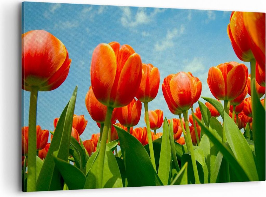 Bild auf Leinwand - Leinwandbild - Tulpe Blume blauer Himmel - 120x80cm - Wand Bild - Wanddeko - Leinwanddruck - Bilder - Kunstdruck - Wanddekorati...