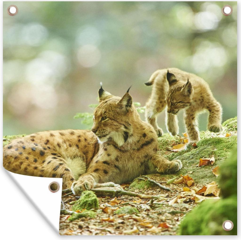 MuchoWow 100x100 cm Outdoor-Poster Gartendeko Sichtschutz Garten Poster für den Garten Luchsmutter und ihre Jungen im Nationalpark Bayerischer Wald