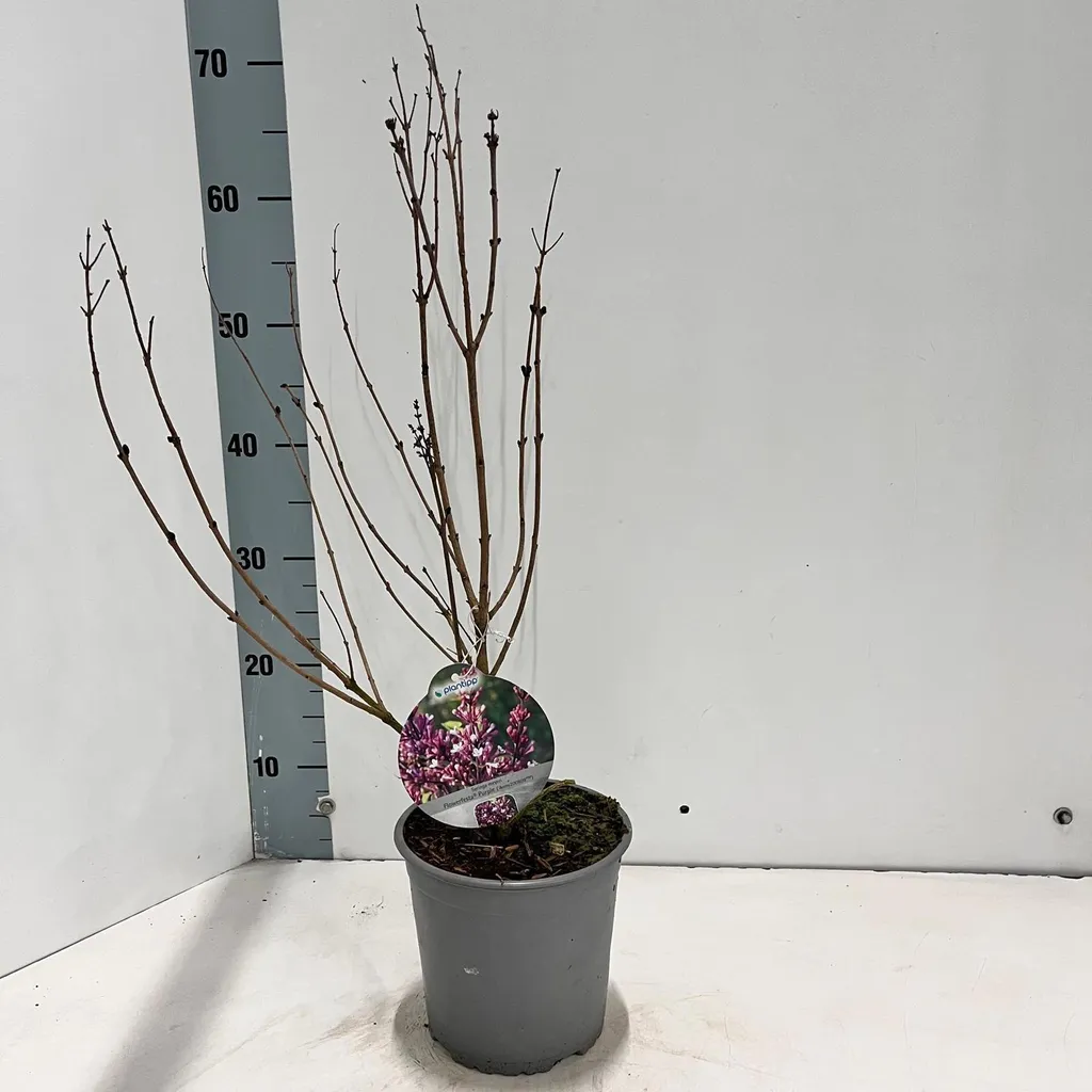Lilas noble Flowerfesta® Purple violet intense - Syringa 40-50 cm pot