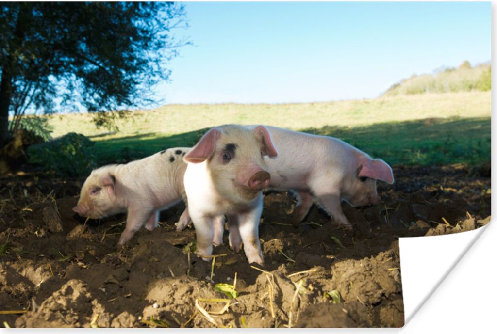 MuchoWow Poster Schweine - Tiere - Landschaft 120x80 cm - Bilder