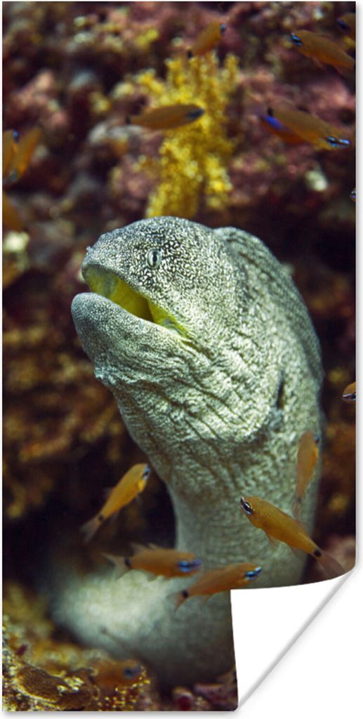 MuchoWow Poster Fische - Korallen - Ozean 40x80 cm - Dekoration