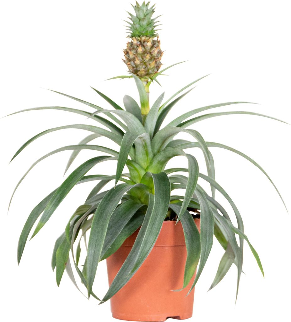 Bloomique - Ananas Comosus - Ananas Pflanze - Bromelien - Zimmerpflanzen - Luftreinigend - Höhe 30-40 cm - Topf 12 cm