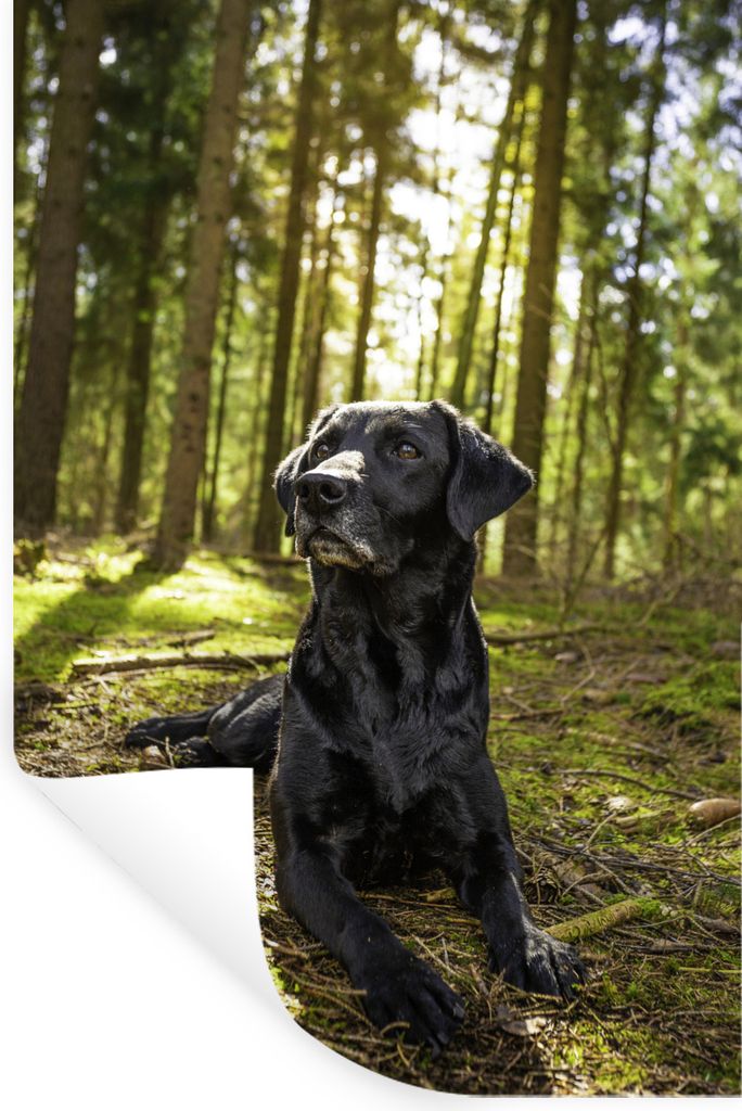 MuchoWow Wandtattoo Wandsticker Wandaufkleber Sonnenstrahlen entlang eines Labrador Retrievers im Wald 60x90 cm Selbstklebend und Repositionierba...