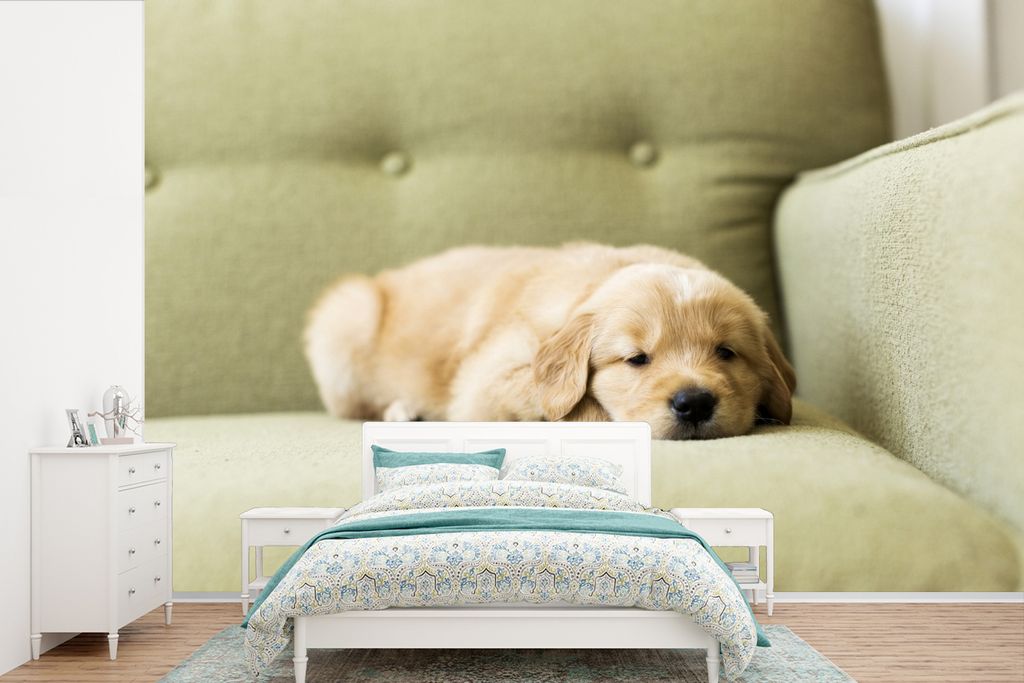 MuchoWow Fototapete für Wohnzimmer oder Schlafzimmer Wandtapete Vinyl Motivtapete Ein schlafender Golden Retriever Welpe auf dem Sofa - 330x220 ...