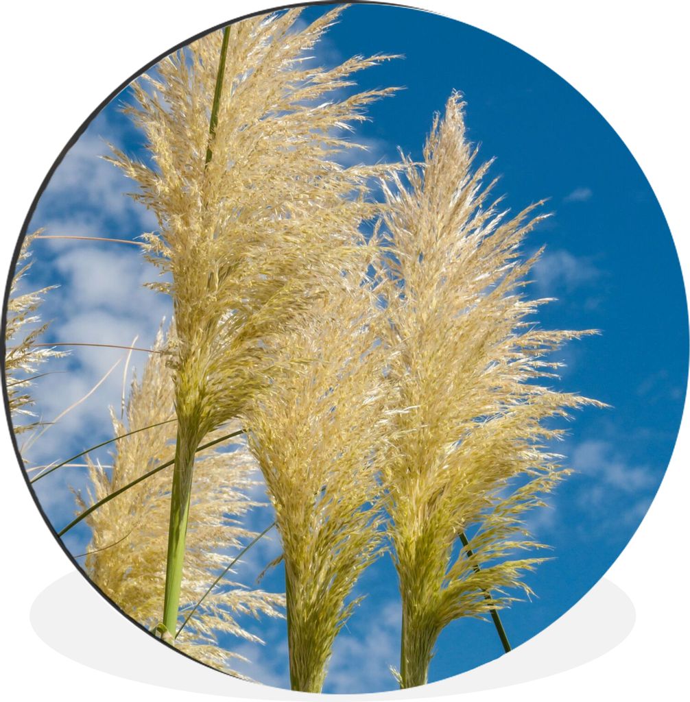 MuchoWow Aluminium Wandkreis Pflanzen - Pampasgras - Luft Ø 90 cm Wanddeko Modern Wohnzimmer - Mauerkreis - Wandbilder - Runde Bild - Bild aus A...