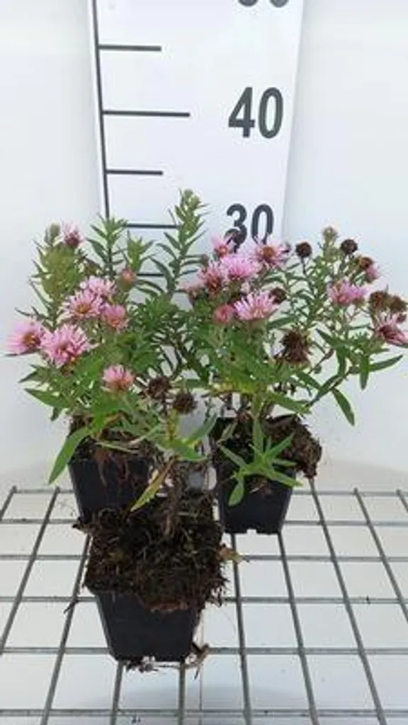 Aster Harrington's Pink rose vif - Pack 6 plants robustes pots 9cm