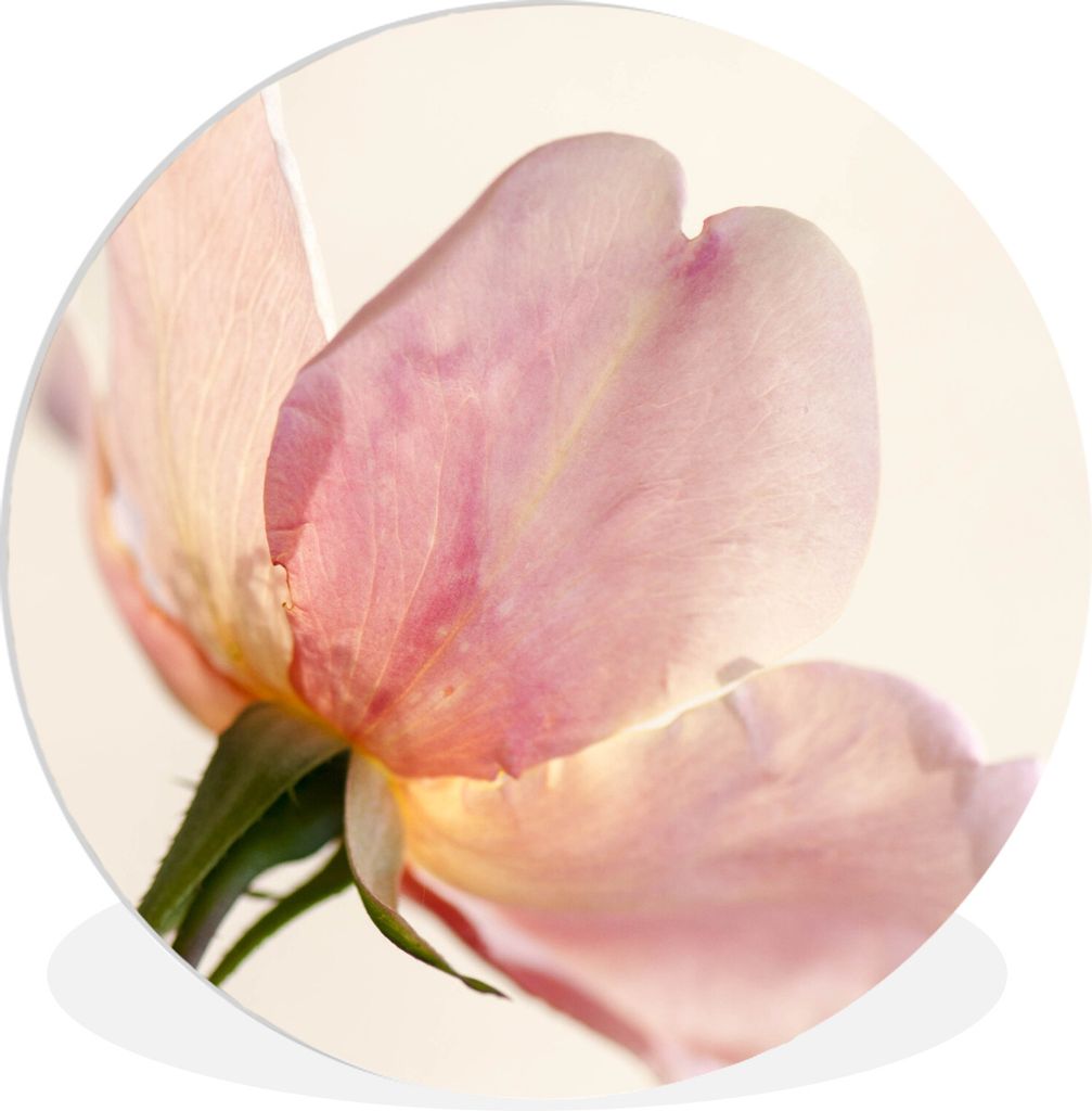 MuchoWow Rundes Wandbild - Runde Bilder Eine noch junge und empfindliche rosa Rose mit weißem Hintergrund Ø 60 cm Kreis Wanddekoration Kunststo...