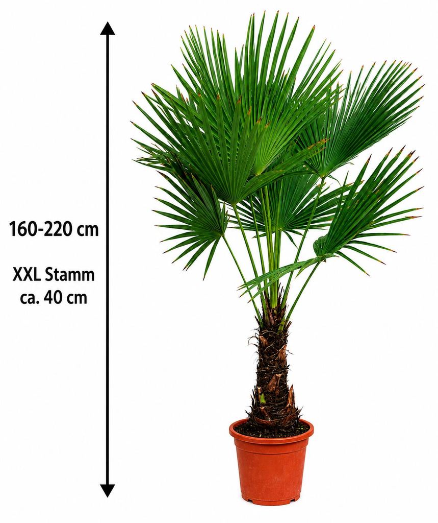 Chinesische Hanfpalme 160–220 cm XXL Stamm ca. 40 cm
