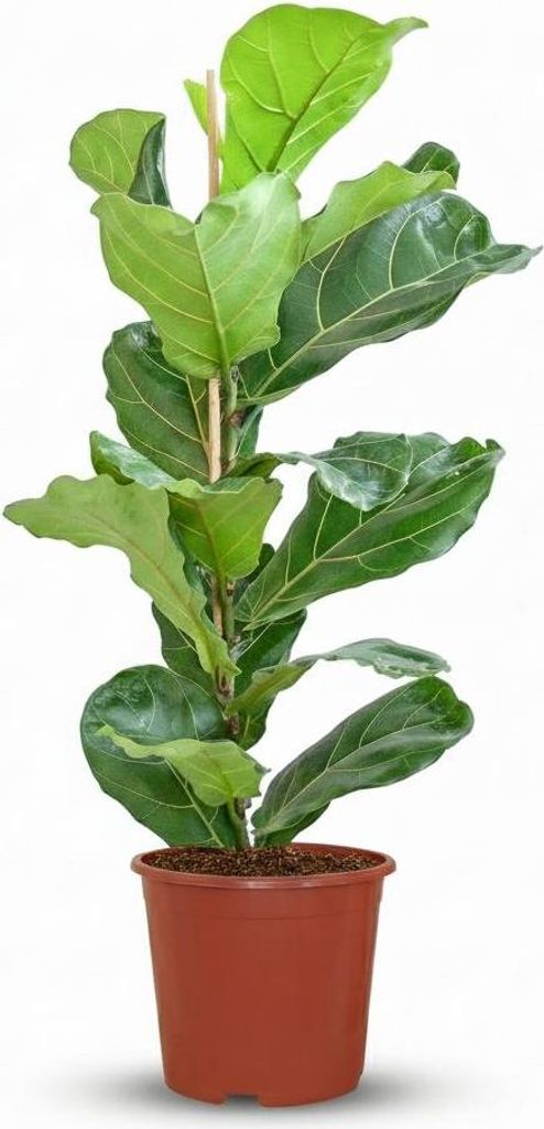Geigenfeige Ficus Lyrata Ø21cm 75-85cm Zimmerpflanze groß Pflegeleicht