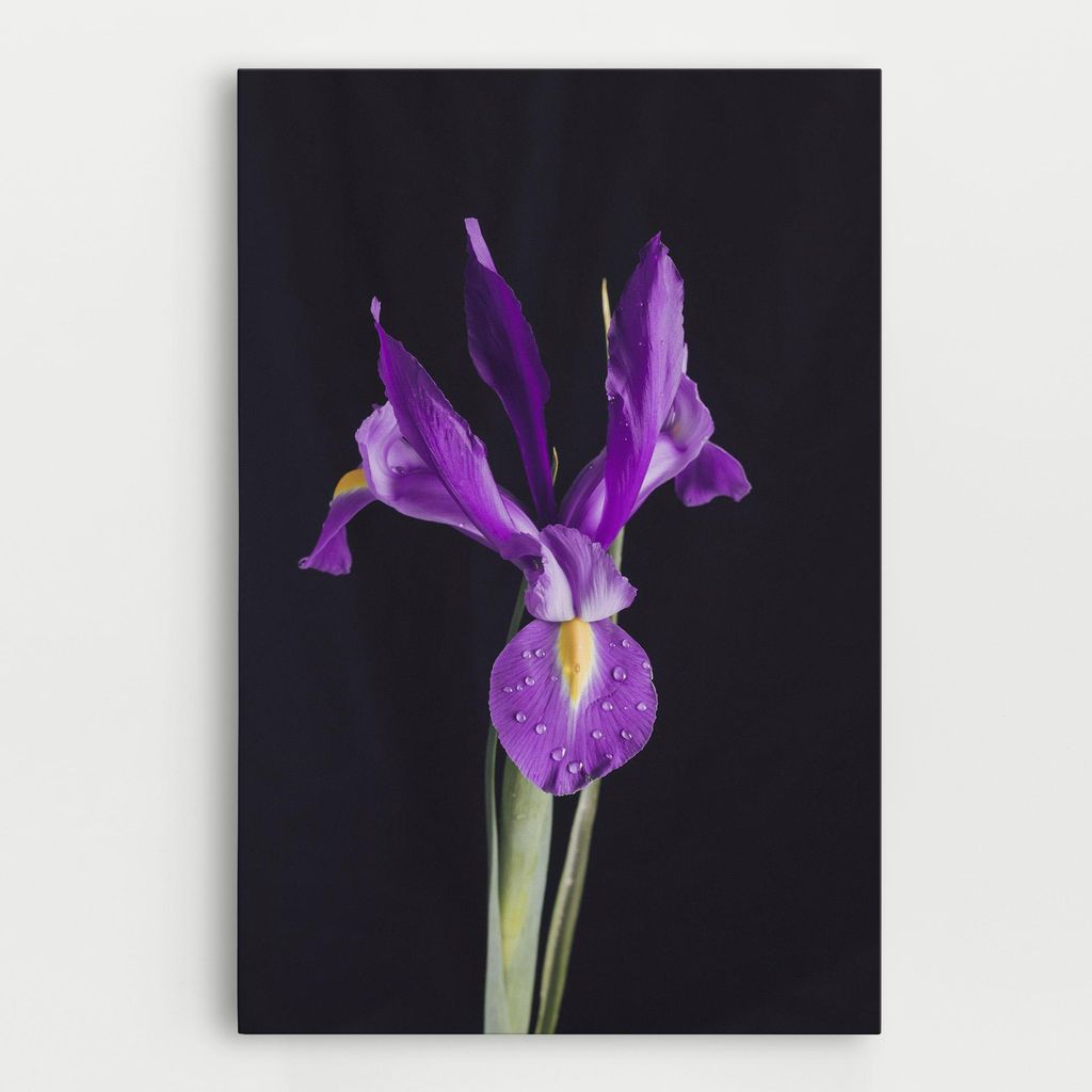 ARTHUB Leinwandbild 50x70 cm, Fresh Purple Iris | Wohnzimmerdekoration, Hängende Bilder, Wanddekoration, Heimdekoration, Blumen, Iris
