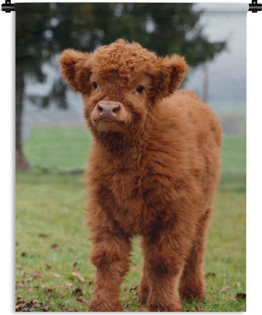 MuchoWow Wandteppich Wandbehang Scottish Highlander - Kalb - Gras 60x80 cm Tapisserie Dekoration Wandtuch - Decke - Wandtücher - Wohne