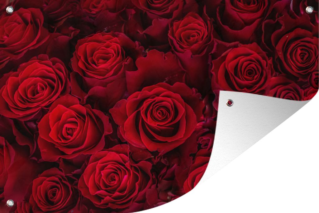 MuchoWow 120x80 cm Outdoor-Poster Gartendeko Sichtschutz Garten Poster für den Garten Blumen - Rosen - Rot