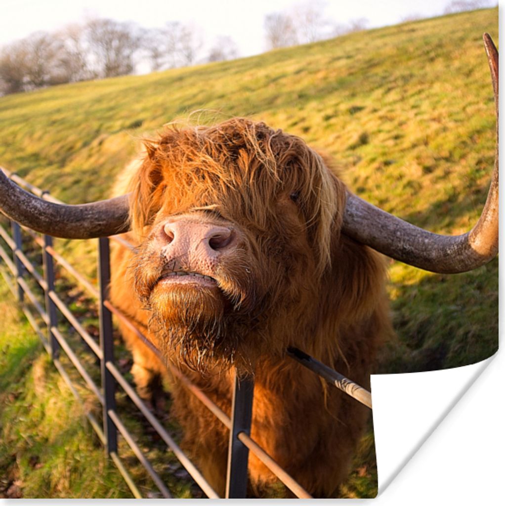MuchoWow Poster Scottish Highlander - Zaun - Gras 100x100 cm - Babyzimmer