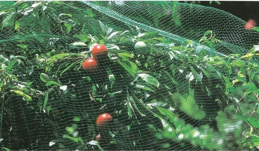 Vogelschutznetz, Maschenweite 12 x 10 mm, 200 cm hoch, 10 m Rolle. – Toilettenraum