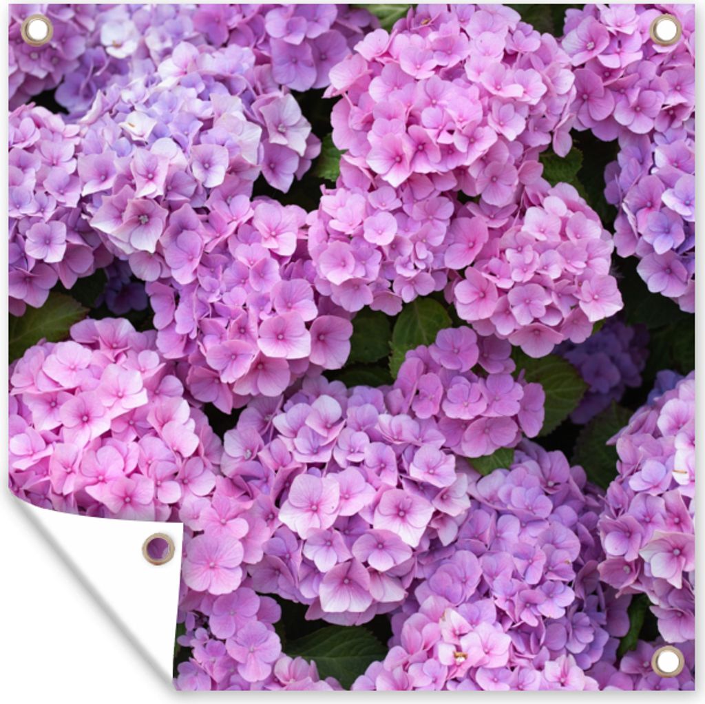 MuchoWow 100x100 cm Outdoor-Poster Gartendeko Sichtschutz Garten Poster für den Garten Blumen - Hortensie - Strauch - Rosa - Blütenblätter
