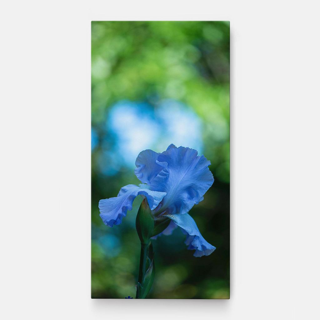 ARTHUB Leinwandbild 40x80 cm, Blue Iris In The Garden | Wohnzimmerdekoration, Hängende Bilder, Wanddekoration, Heimdekoration, Blumen, Iris
