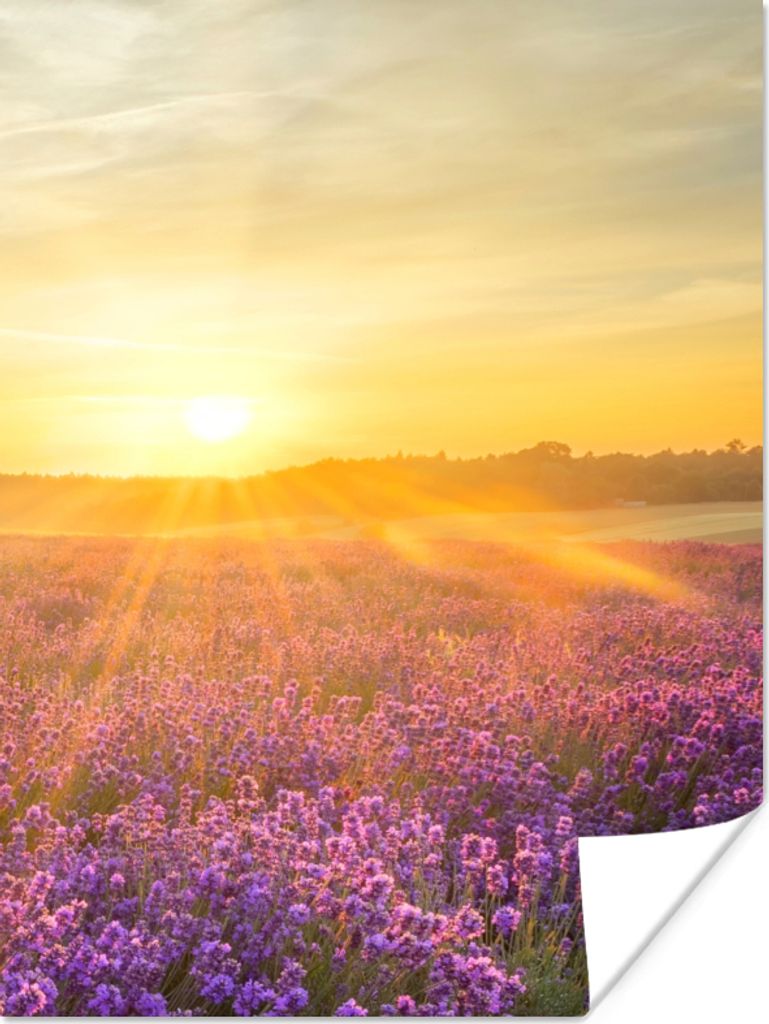 MuchoWow Poster Lavendel - Sonnenuntergang - Bäume - Lila 90x120 cm - Wohnzimmer