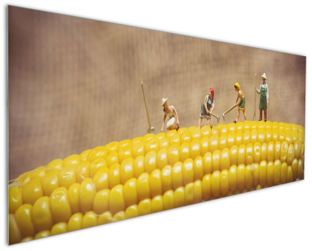 Wallario Küchenrückwand aus Glas, Größe: 125 x 50 cm, Motiv: Lustige Bauernfiguren auf einem Maiskolben beim Arbeiten | Spritzschutz | abwischb...