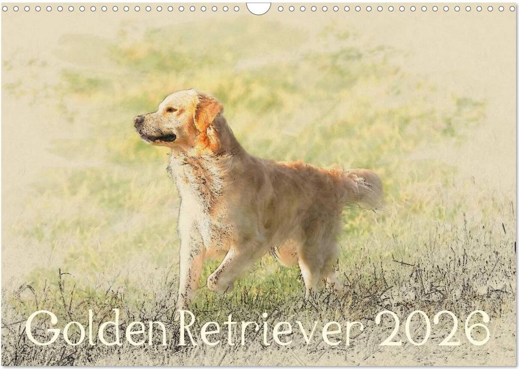 Golden Retriever 2026 (Wandkalender 2026 DIN A3 quer), CALVENDO Monatskalender