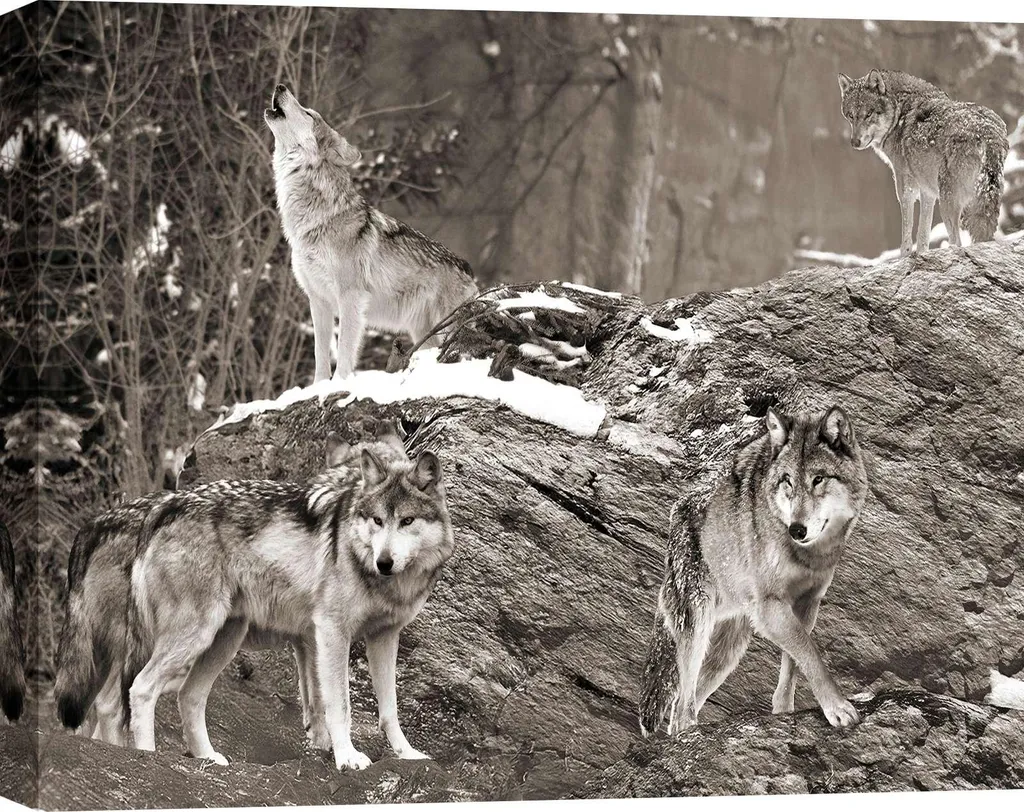 Tableau Meute de loups Alaska Noir et Blanc - Toile Déco 120 x 90 cm