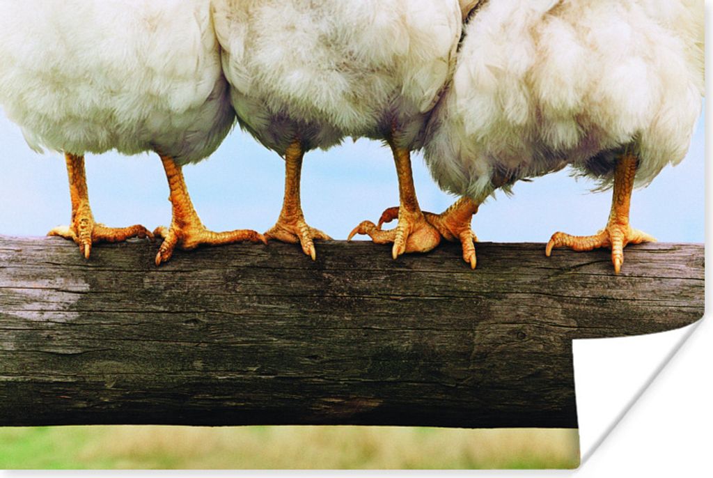 MuchoWow Poster Foto Hühnerbeine drucken 30x20 cm - Plakate - Print