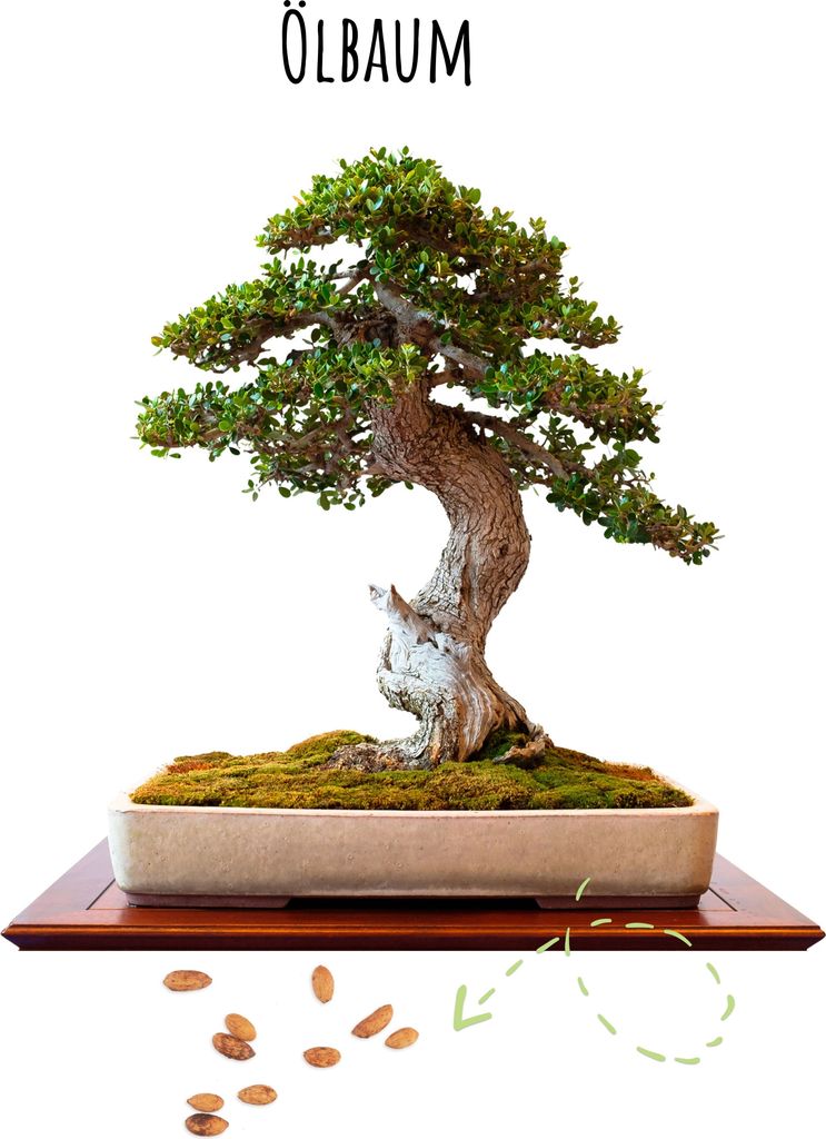 Exotische Bonsai Samen mit hoher Keimrate - Pflanzen Samen Produktbild 