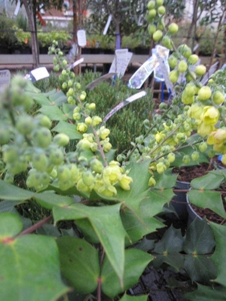 Schmuckblatt-Mahonie Hivernant - Mahonia bealei - Lederblatt-Mahonie - 60-80