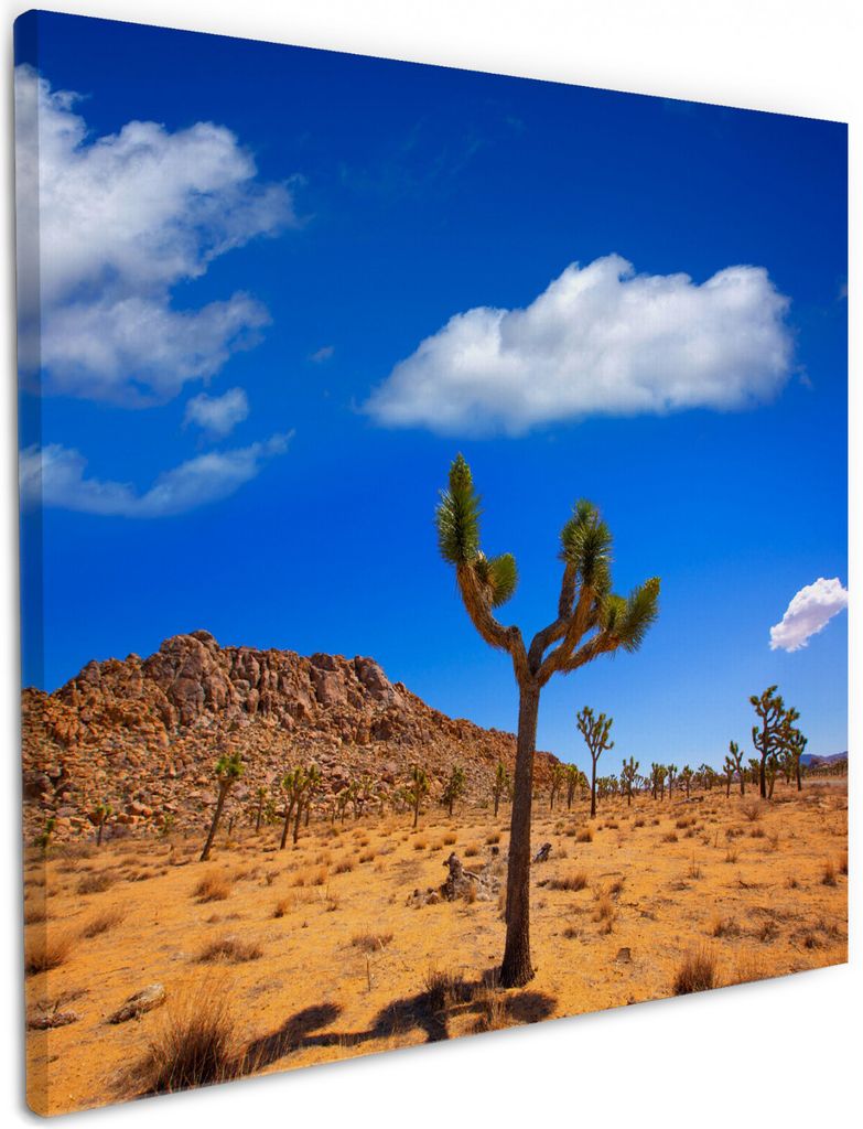 Wallario Premium Leinwandbild Palmlilie im Nationalpark Yucca Valley Wüstenlandschaft in Größe 50 x 50 cm