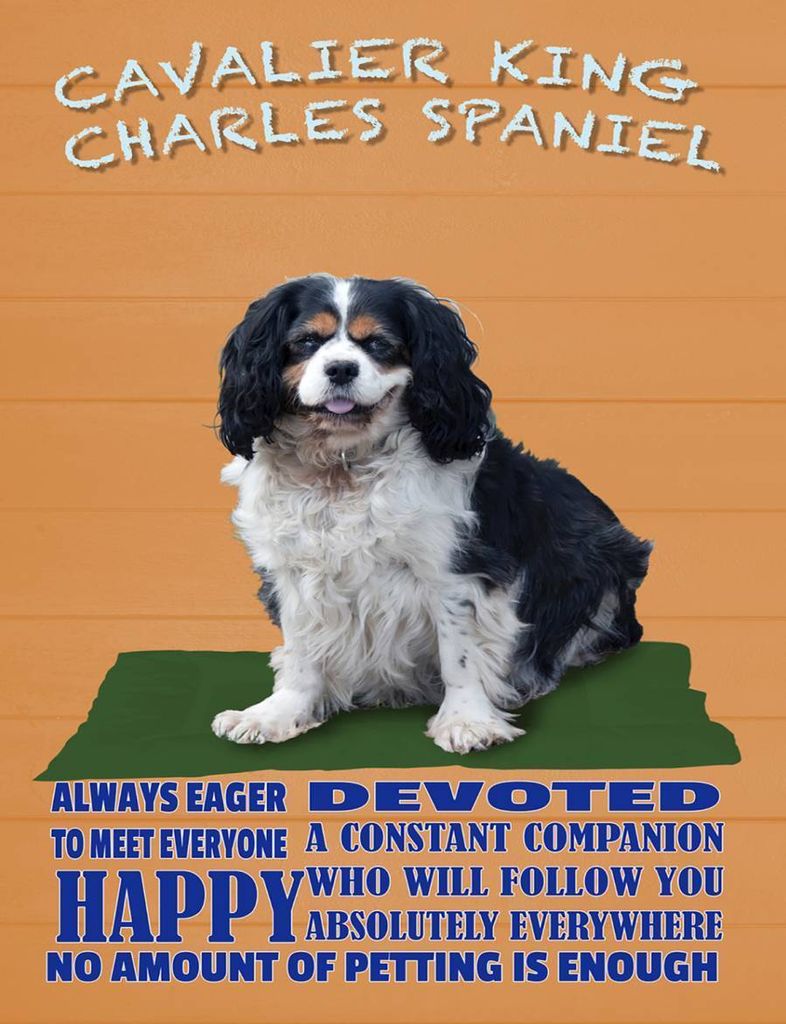 vianmo Holzschild 40x30 cm Cavalier King Charles Spaniel