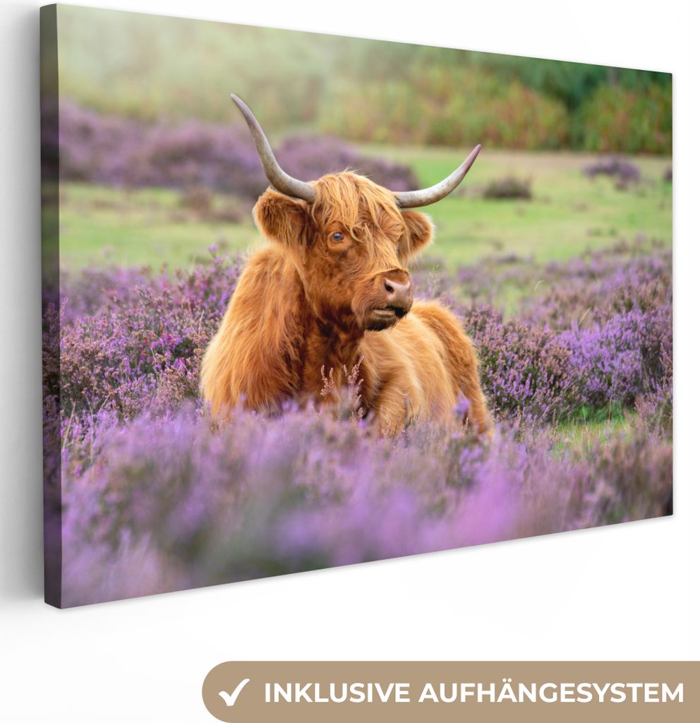 OneMillionCanvasses - Leinwandbilder - 150x100 cm, Schottisches Hochlandrind - Blumen - Licht, Wandbilder Kunstdruck Wanddekoration