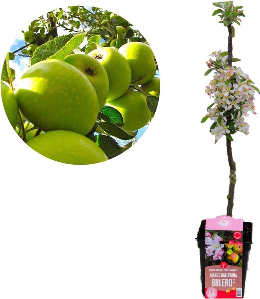 Malus domestica Ballerina 'Bolero' Apfelbaum, Säulenapfel, Produktbild 