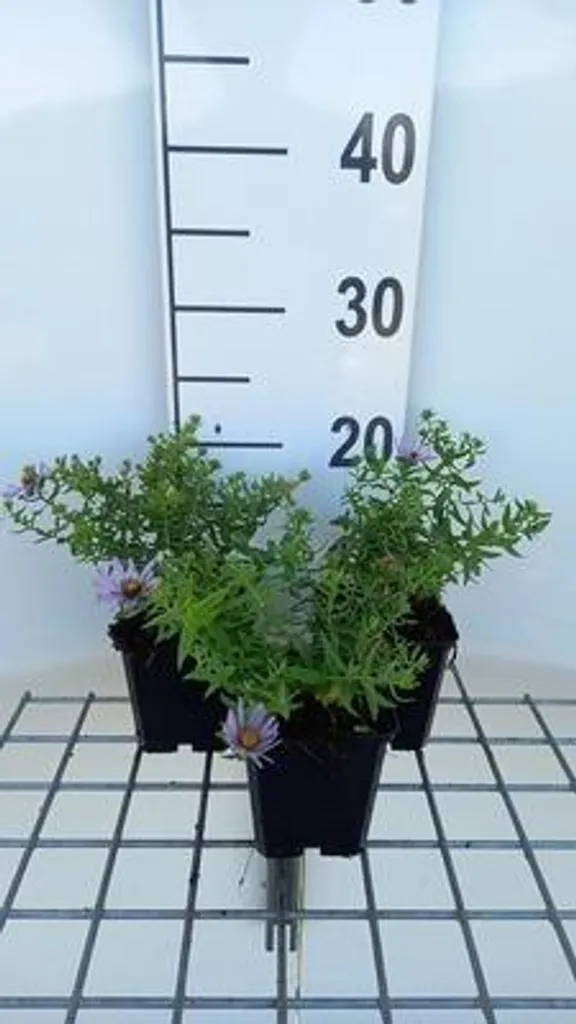 Plantes vivaces Aster d'automne October Skies - Lot de 6 godets 9cm