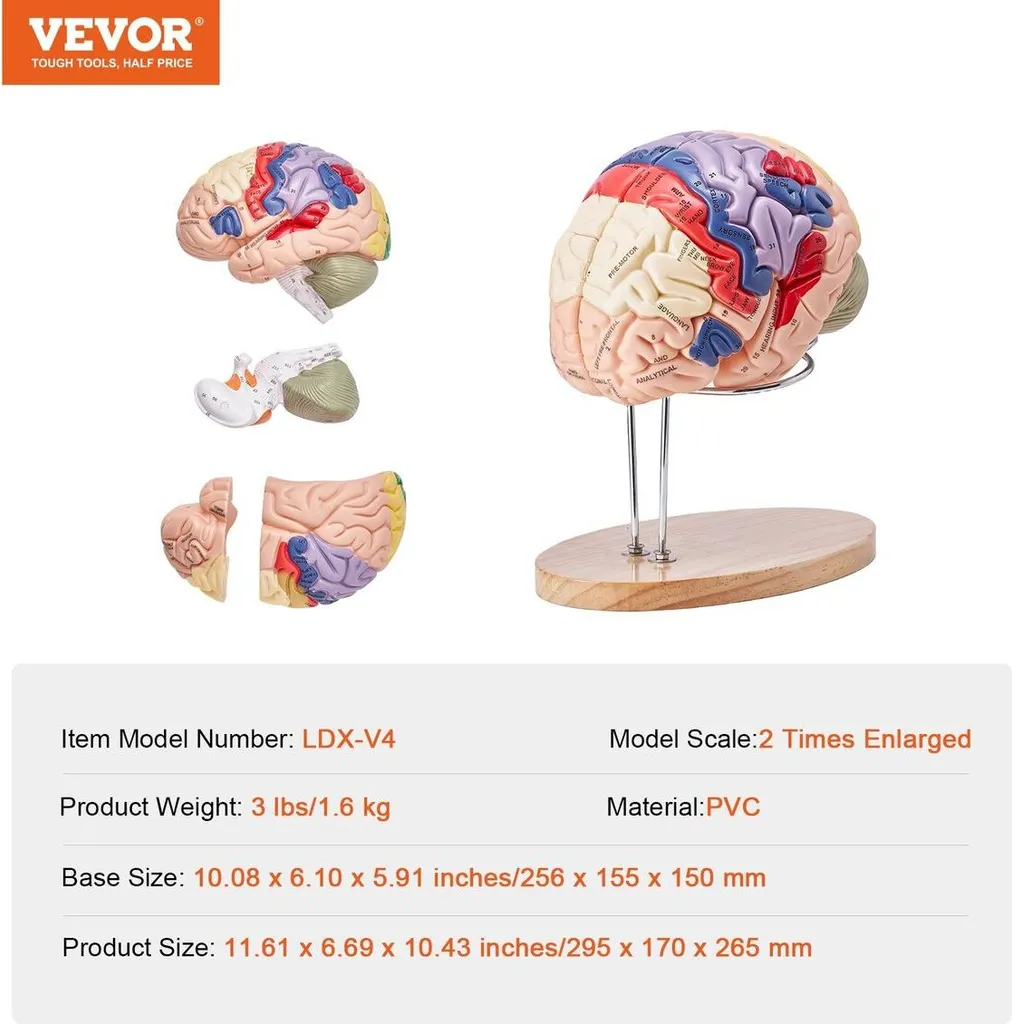 Cerveau anatomique détachable code couleur taille double pour étude