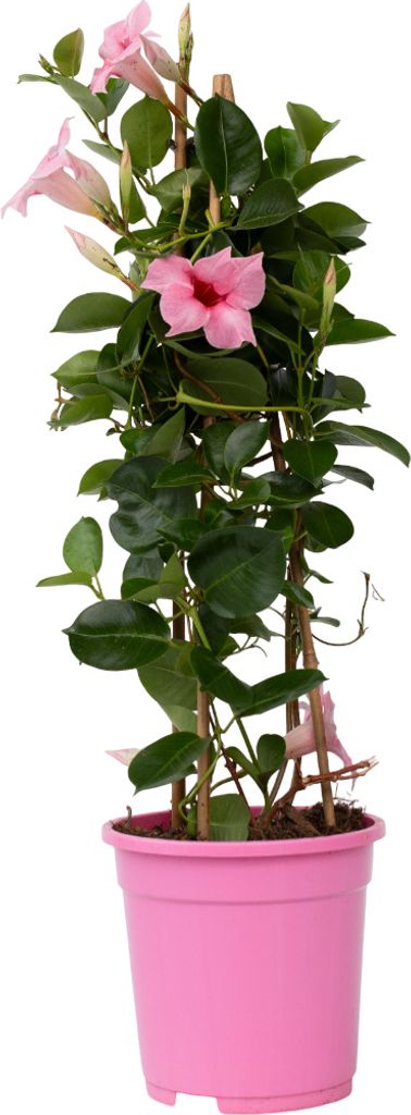 Dipladenia Rio